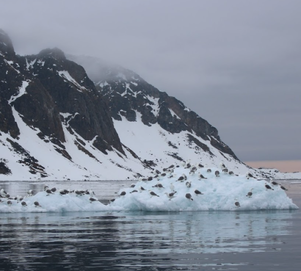 Quark Expeditions Sea Birds